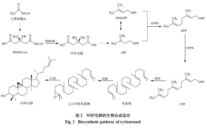 植物甾醇的研究与分析,植物甾醇的生理功能及应用