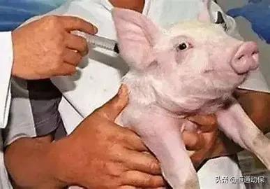 过剂量免疫是否更有效?这篇文章告诉你