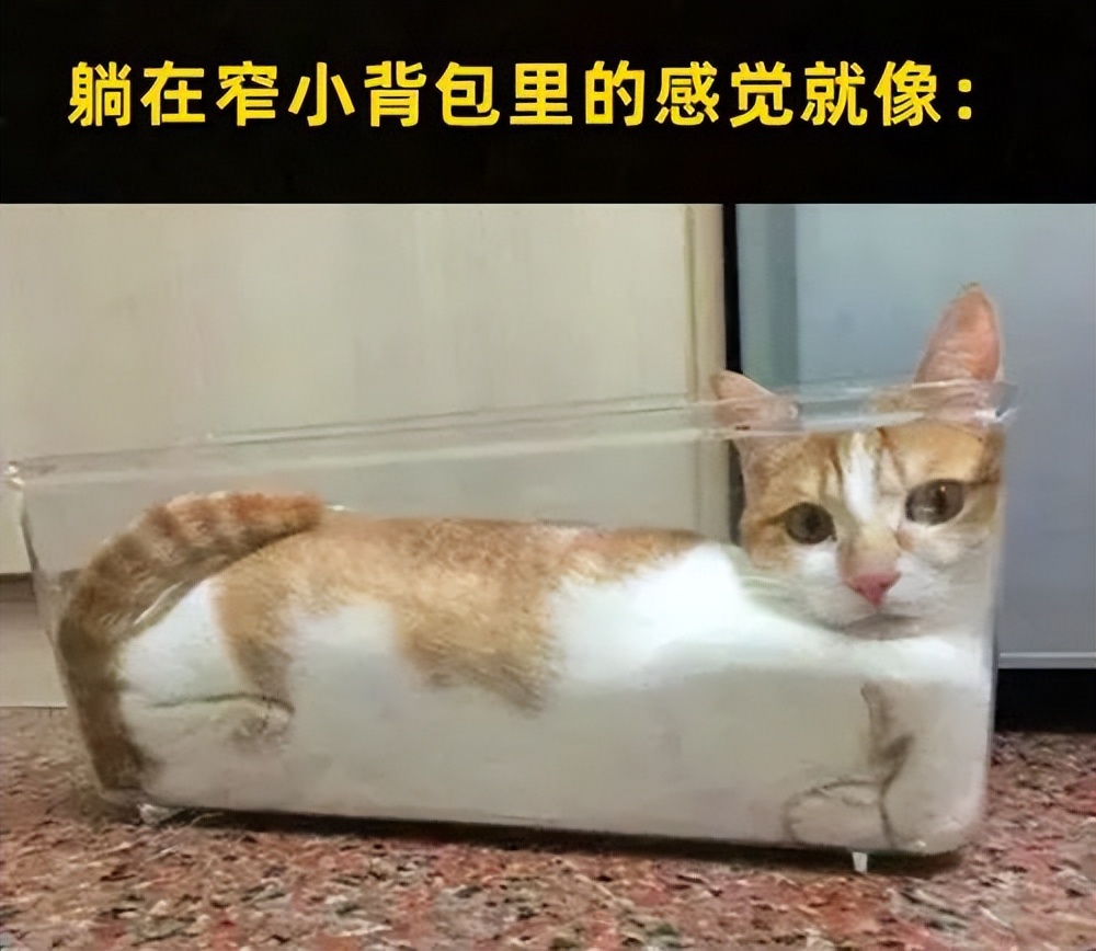 害死猫的网红饰品,盘点那些被人害死的网红猫