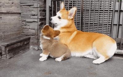 狗交配后居然会流血？难道是太激烈了？