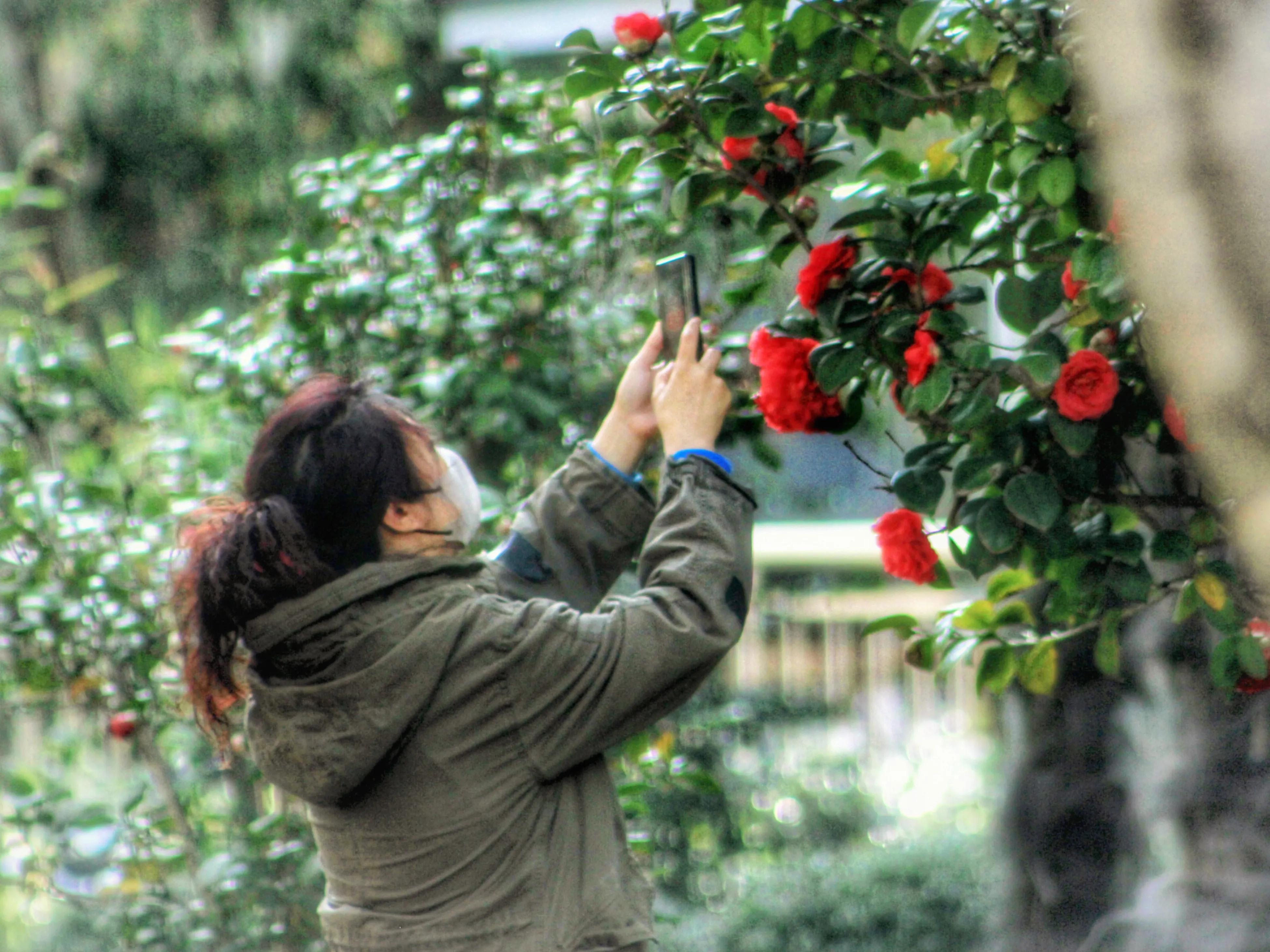 花卉茶花,花卉茶花苗