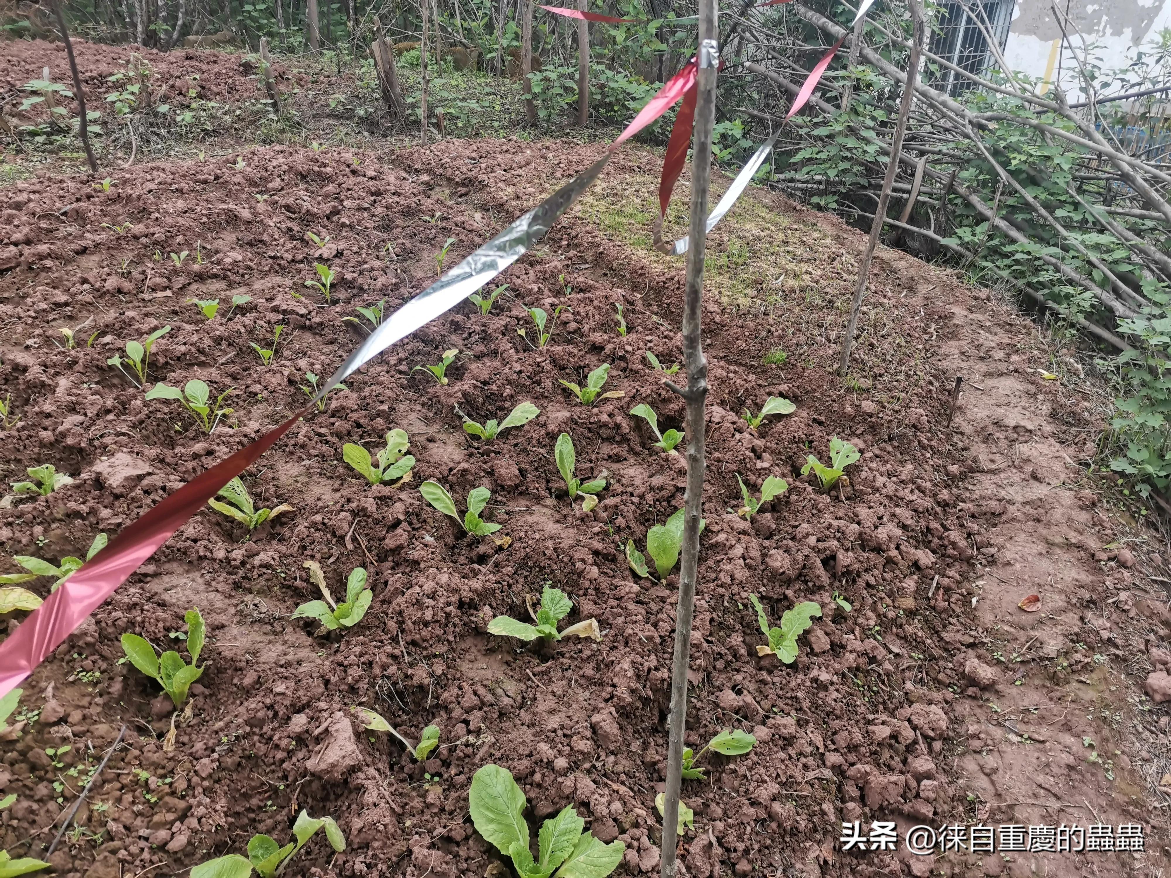 去年在城郊农村租栋破旧民房如今时时感到后悔（四）