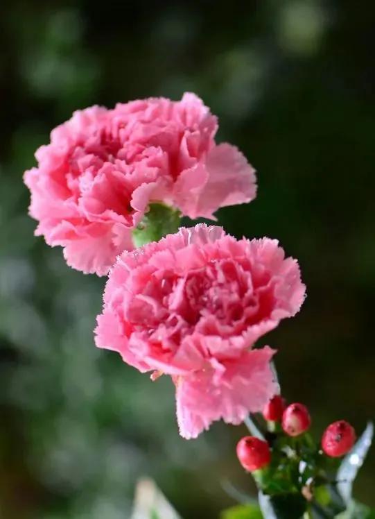 献给母亲节散文诗,送给母亲的一束康乃馨