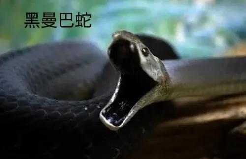 黑曼巴蛇的速度快吗,蛇的速度有多快