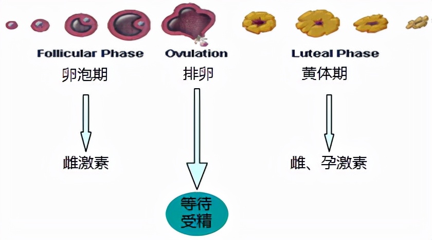 怕她不来又怕她乱来的文案,怕她不来又怕她乱来出处