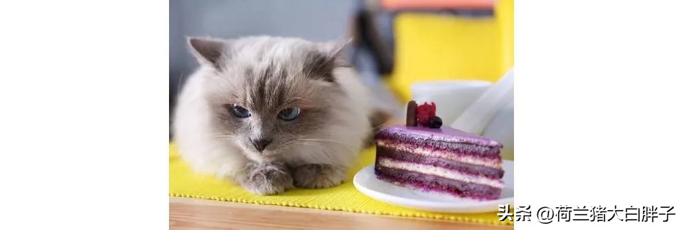 怎么看猫咪的冷知识和热搜,猫咪味觉如何这些冷知识你知道吗