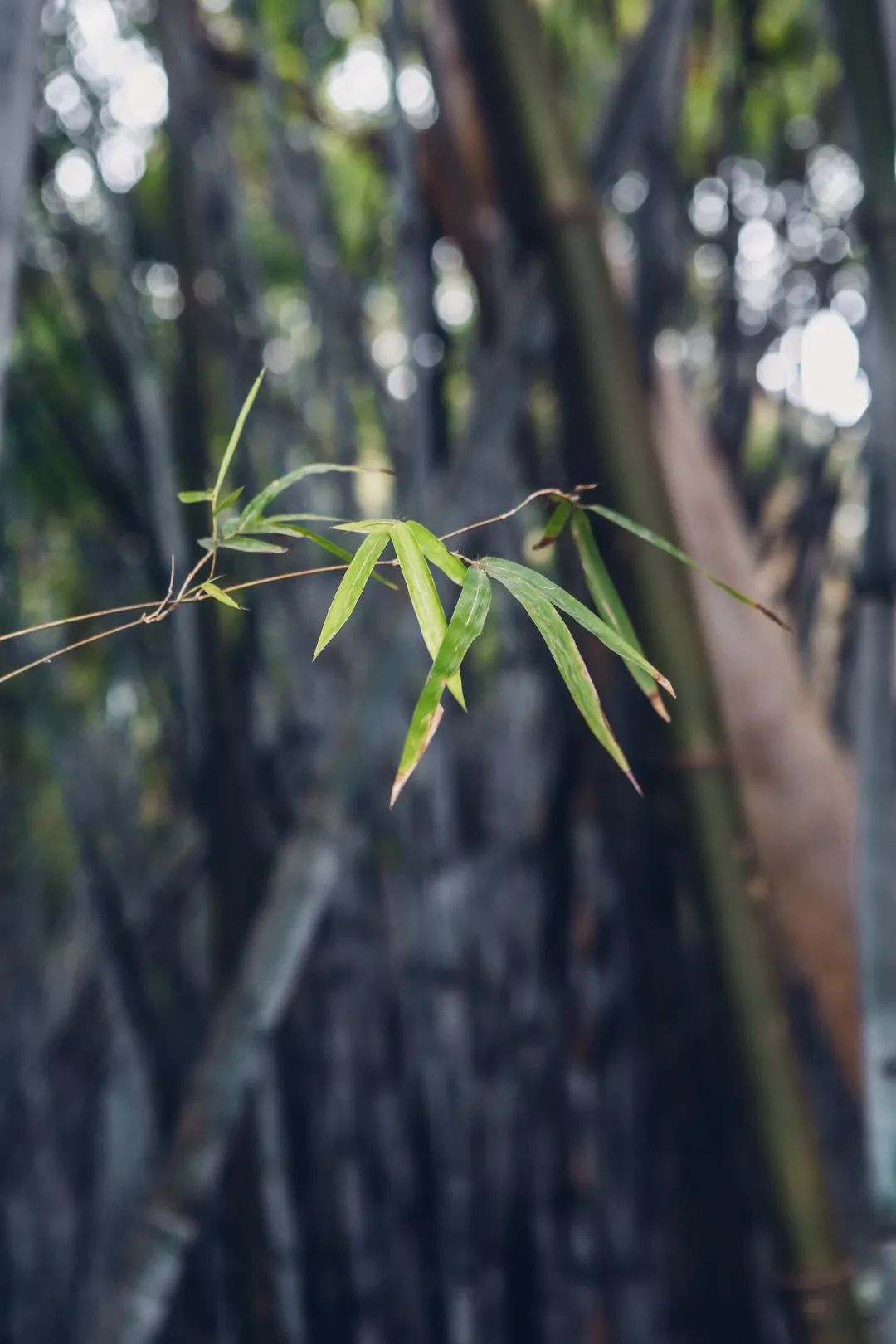 罗湖夜间游玩景点攻略大全,深圳罗湖八大必去免费景点室内