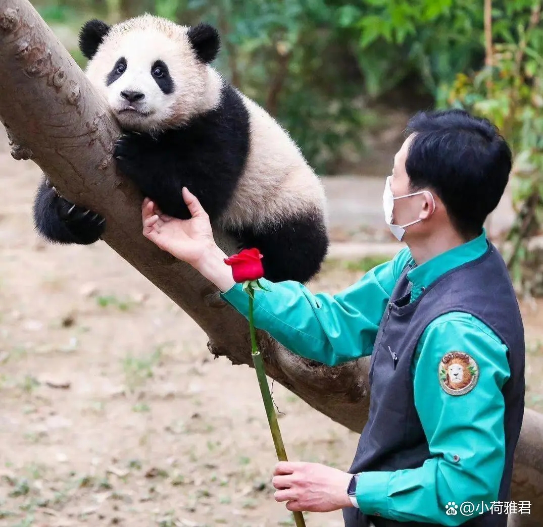 韩国爱宝乐园失火大熊猫有事吗,爱宝乐园着火了福宝一家安全了吗