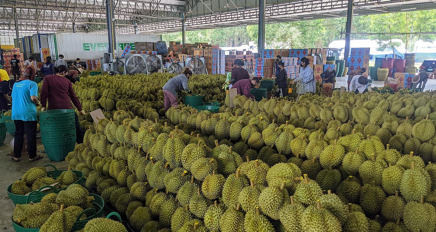 泰国金枕头榴莲,泰国进口金枕头榴莲多少钱一斤