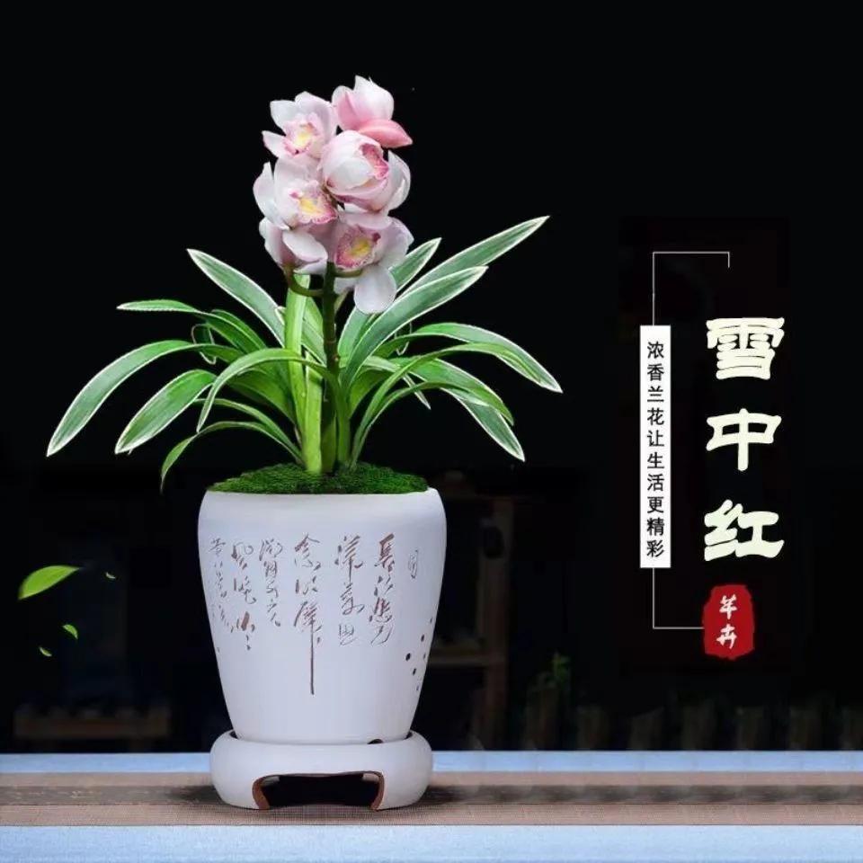 网购兰花如何防骗,如何在网上买兰花不上当