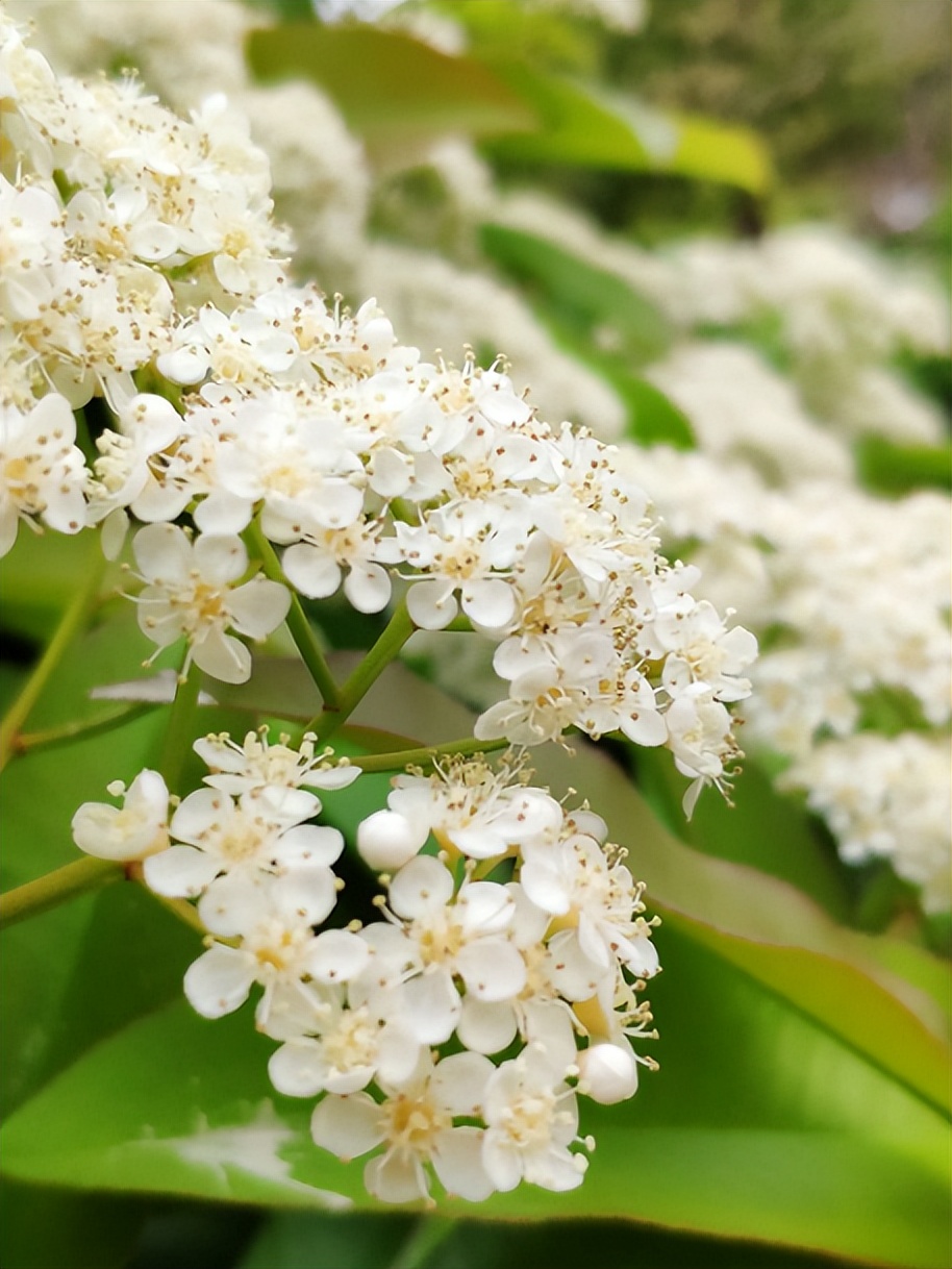 石楠冬日花开诗句,红叶石楠花诗句