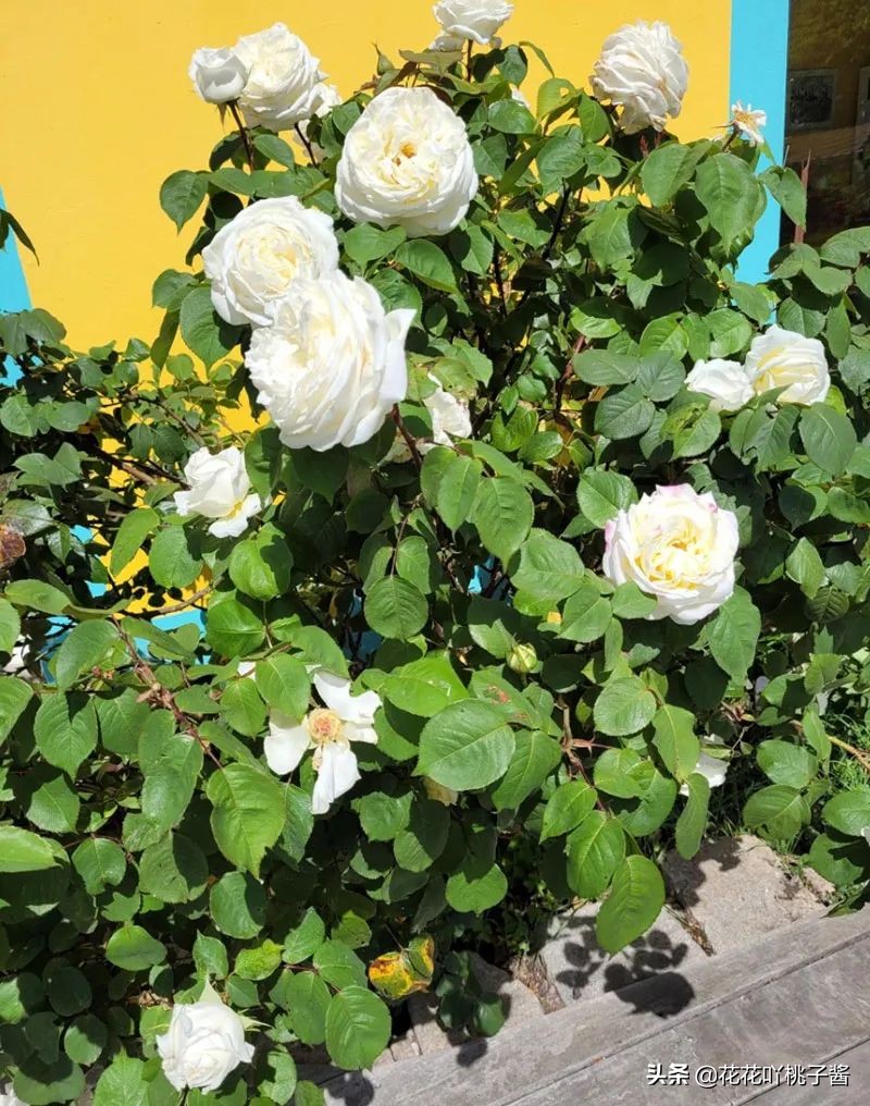 月季花纯香水,月季香水推荐