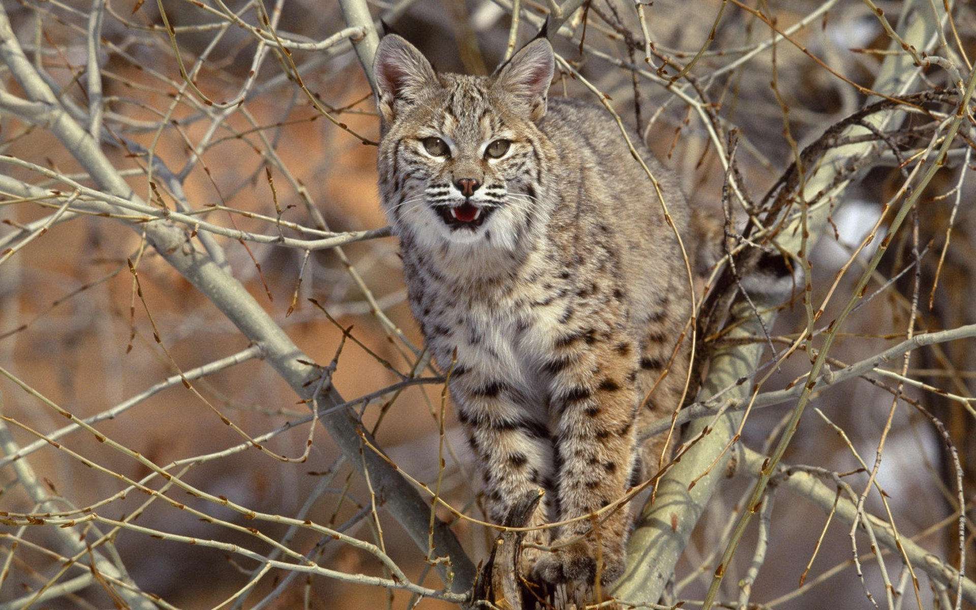 三种被全世界禁养的猫你知道几个,五种被禁养的猫