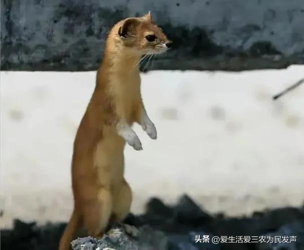 黄鼠狼害人怎么办,黄鼠狼祸害庄稼吗