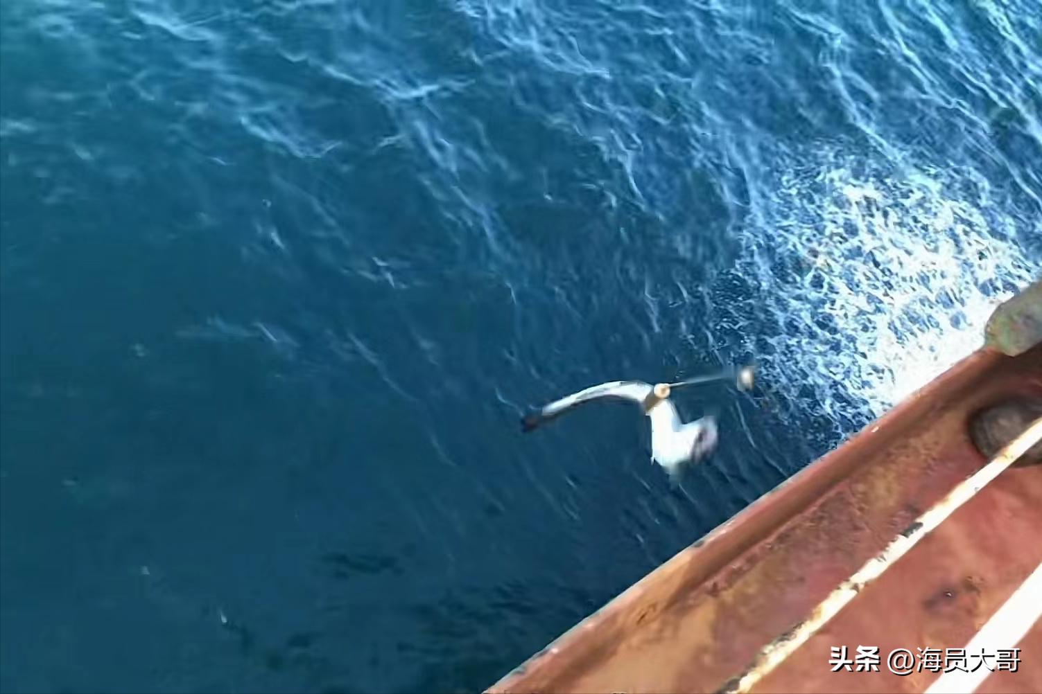 运11万吨粮食去加纳，2天装18天卸，船员半夜值班被抓，数罪并罚