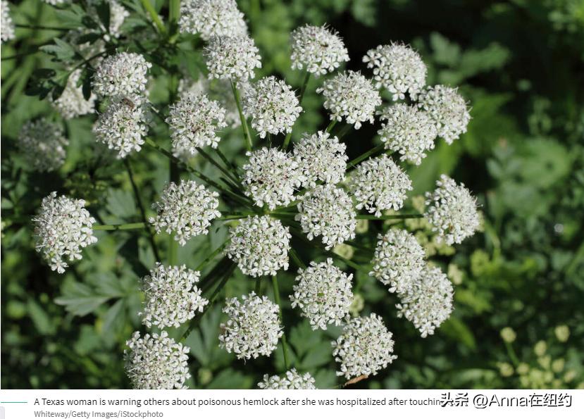 四种最毒的毒草,最毒的六种毒草