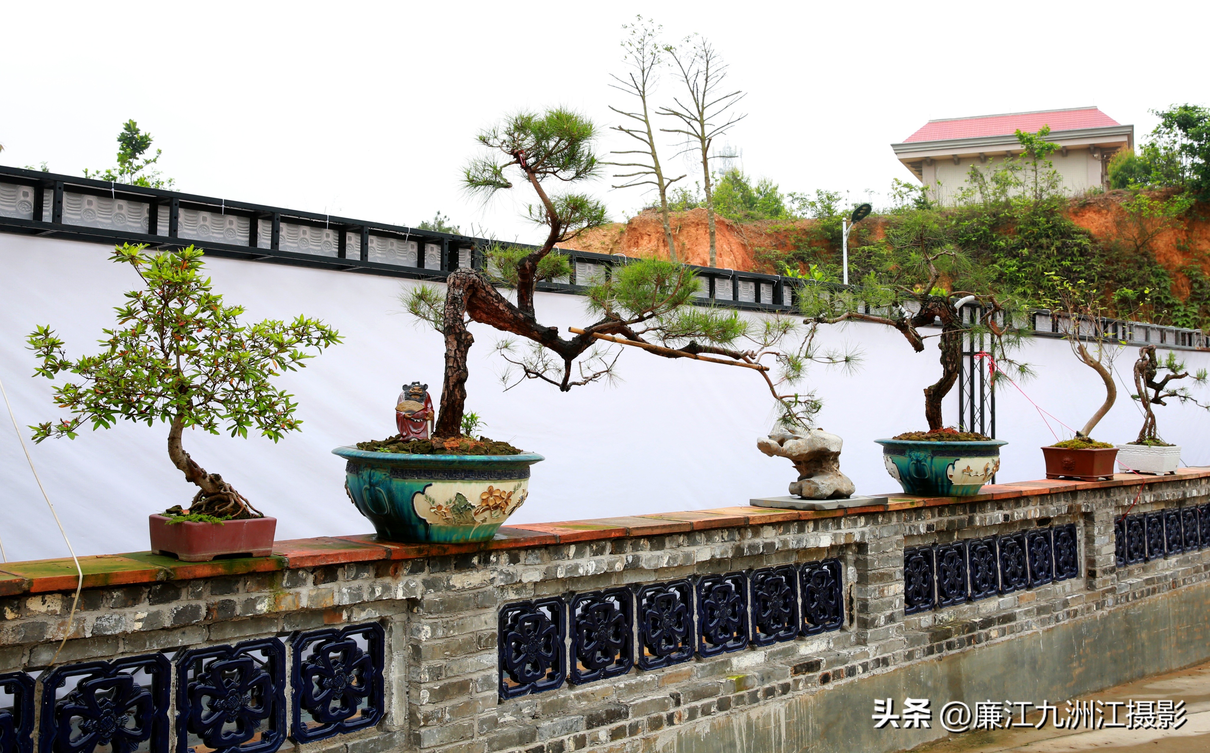 最高端的盆景展,一场惊艳的盆景展