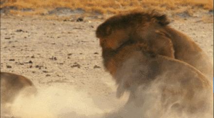 老虎和狮子晚年,狮子和老虎成年期一样吗