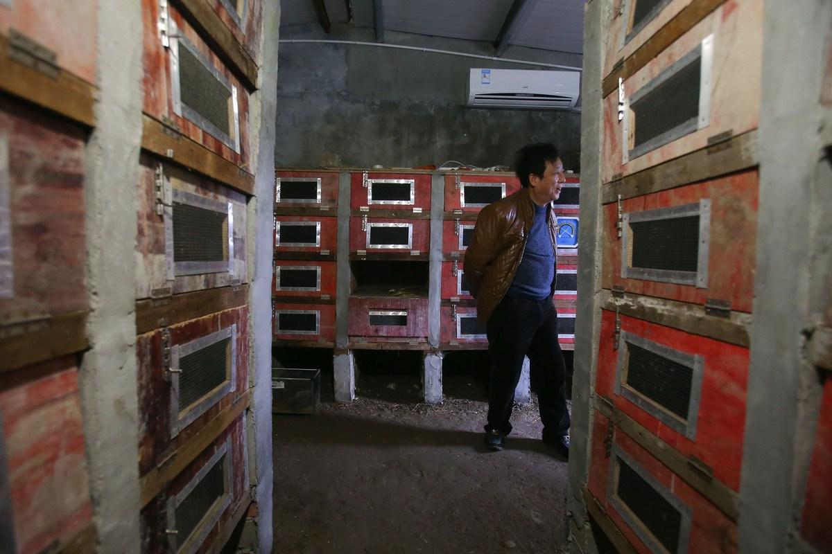 与蛇同吃同住？“中国第一蛇村”养300万条蛇，蛇王靠它收入千万