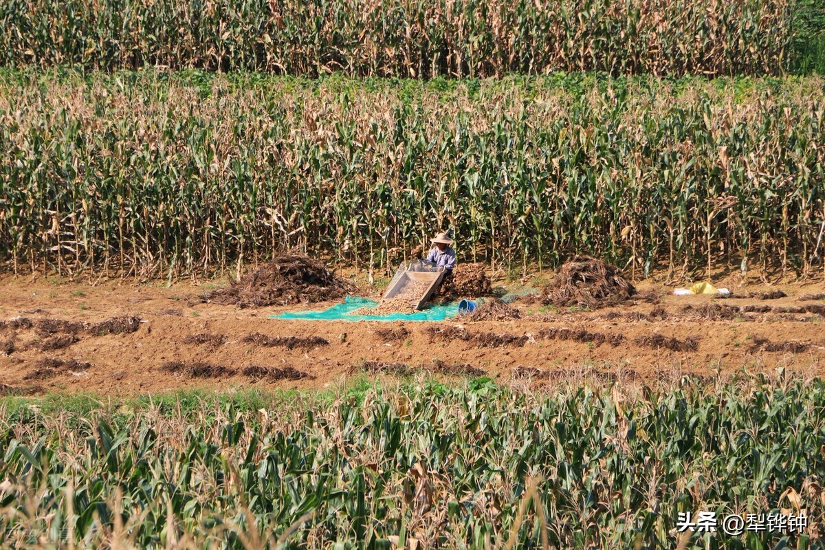 拔花生机械,拔花生娱乐