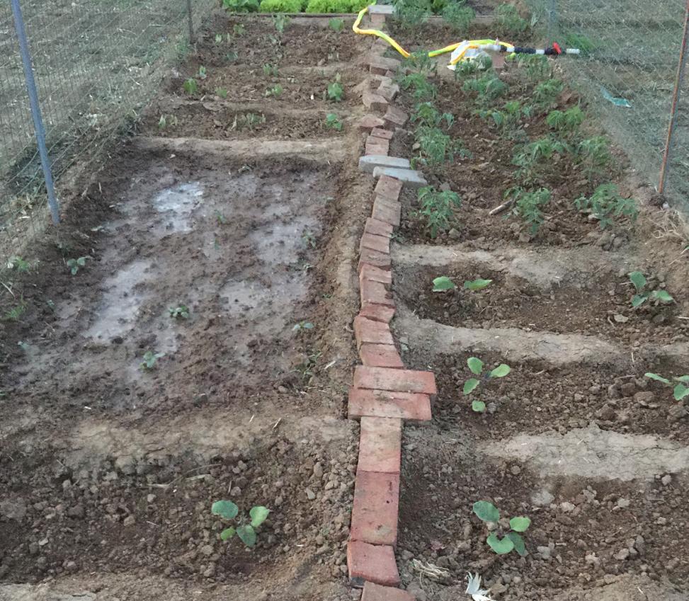 为了吃上绿色食品自己种菜,为了吃自己种的绿色蔬菜