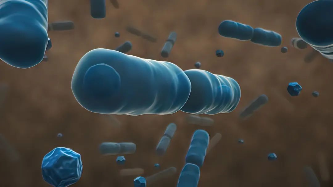 壳寡糖对肠道益生菌的影响,壳寡糖对根系作用