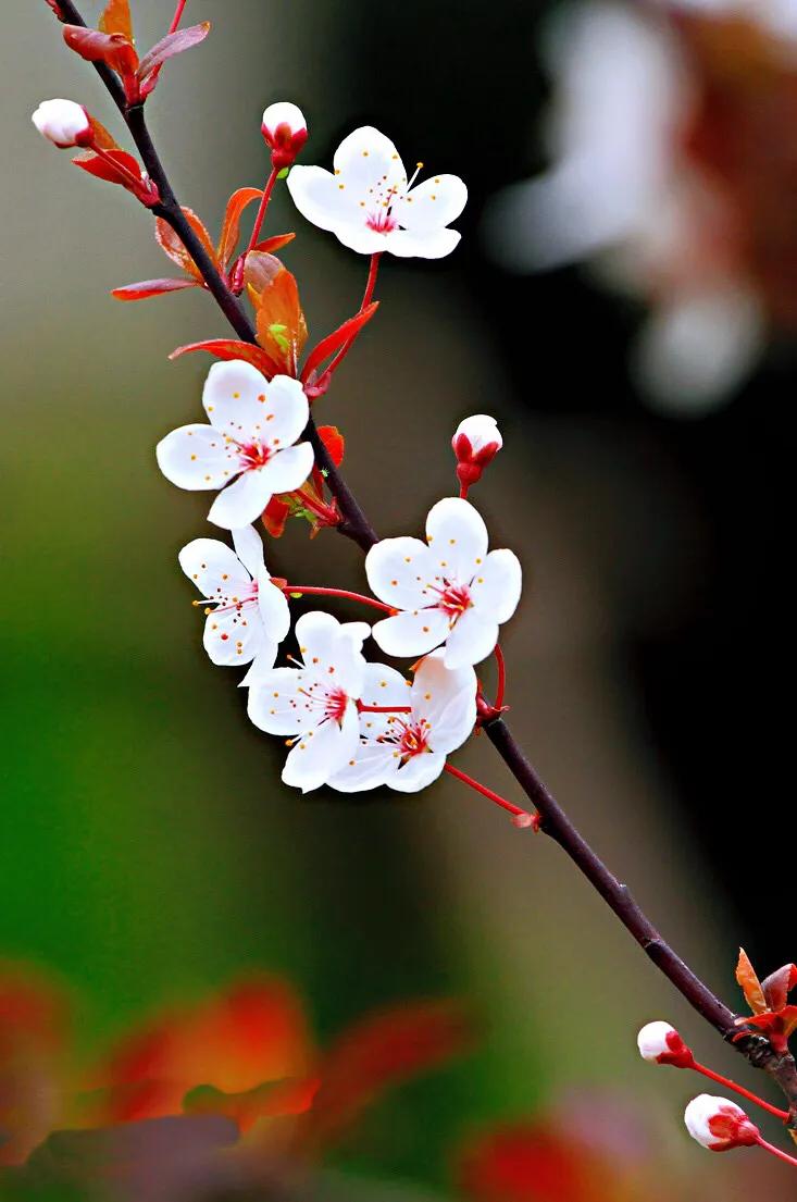 白梅花绽放视频,白梅花盛开