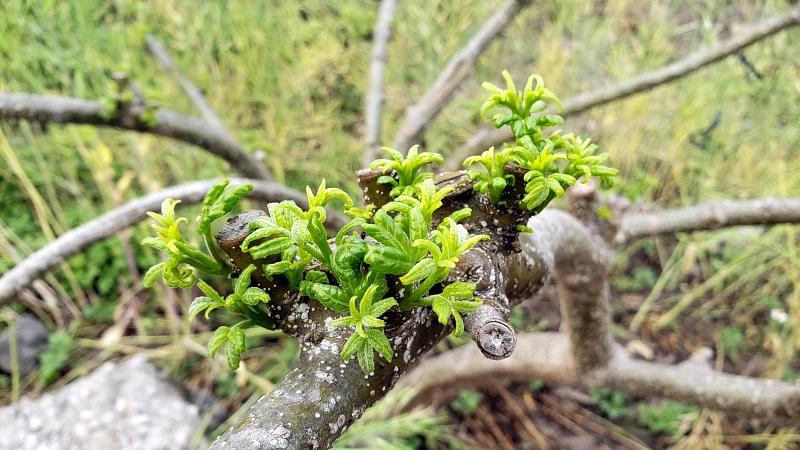 广西吴茱萸种植技术,广西吴茱萸药材种植