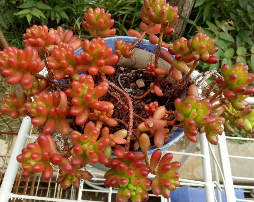 刚种的肉肉浇水多了怎么办,如何挽救长时间没浇水的肉肉