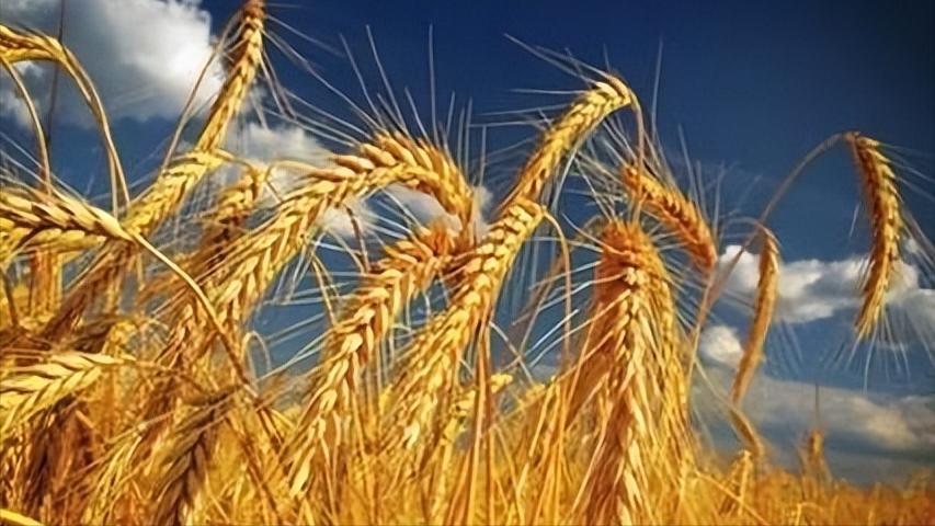 大麦的栽培与管理,大麦栽培技术有哪些