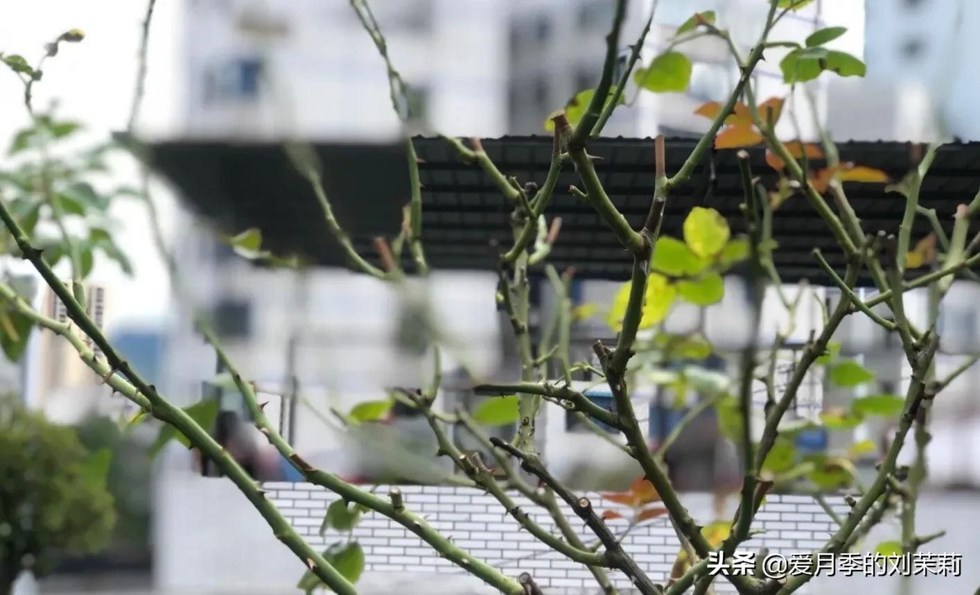 酒精可以治月季黑斑病吗,月季黑斑病用多菌灵行吗