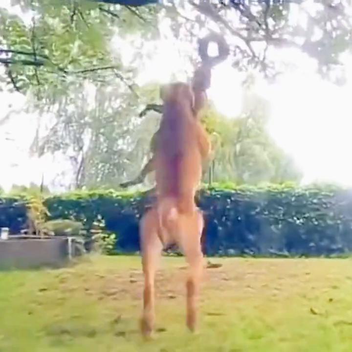 斗犬比特犬一旦开口咬人后果有多严重？必须狠心杀之否则后...