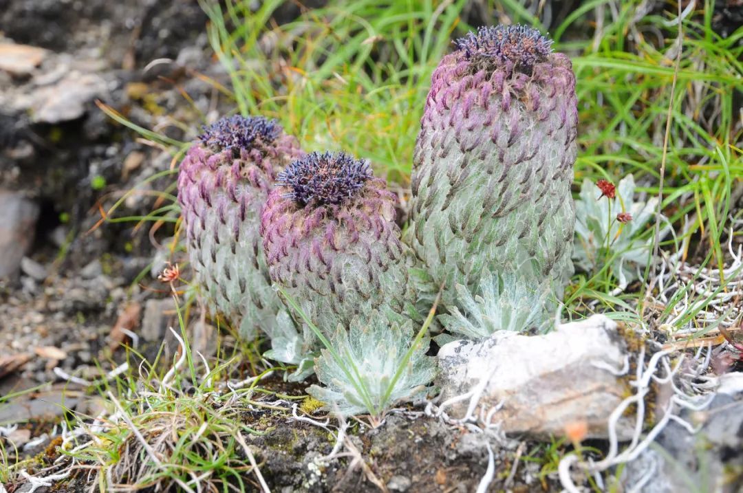 拔了价值1块五的高原莲花,险些被牢底坐穿!这种草为啥不能摘?