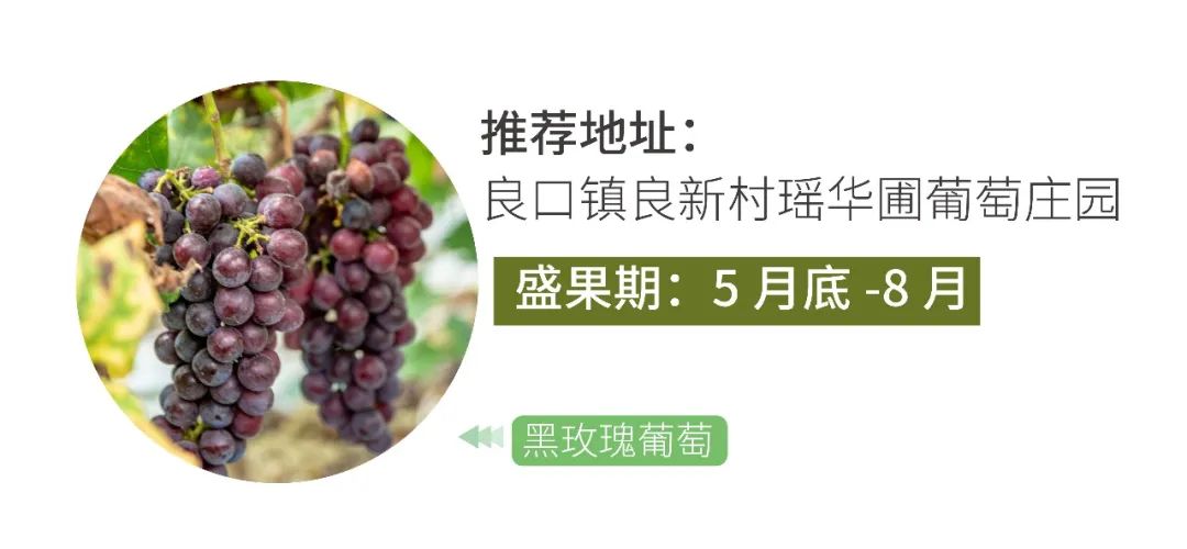 从化摘果攻略,从化摘水果攻略