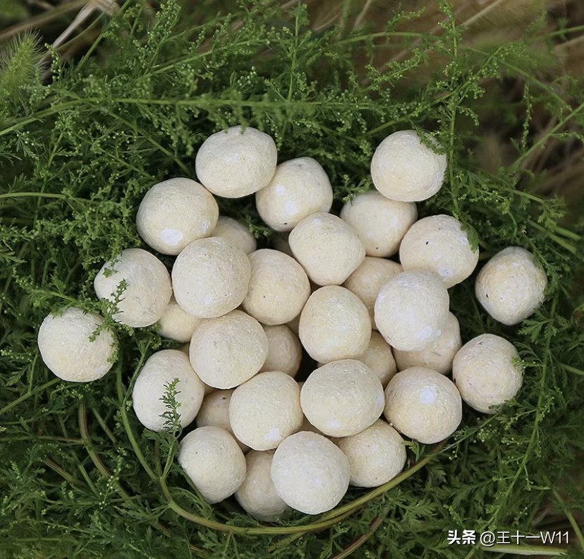 野生辣蓼草图片,有香味的白辣蓼