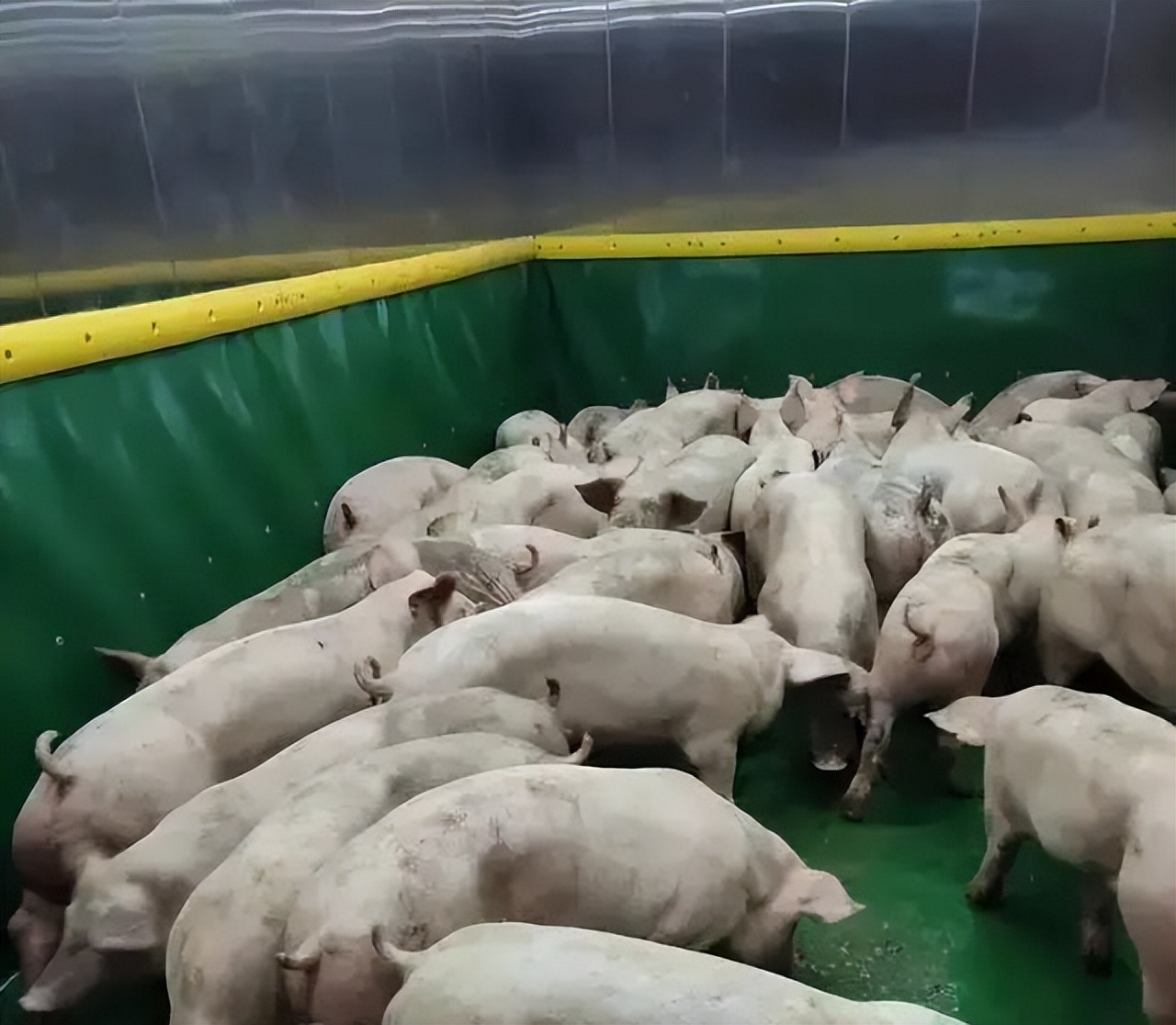 鄂州世界第一养猪大楼,鄂州建26层养猪大楼