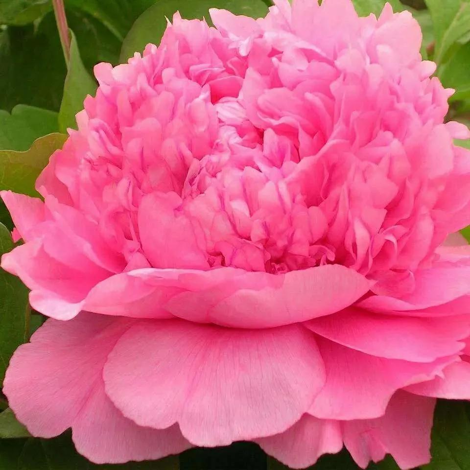 这二十幅极品花卉越看越醉,超好看又耐看的花卉图