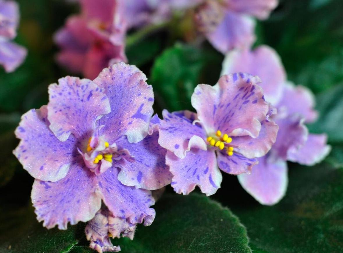 适合室内好养的花适合一年四季养,适合养在室内而且比较好养的花