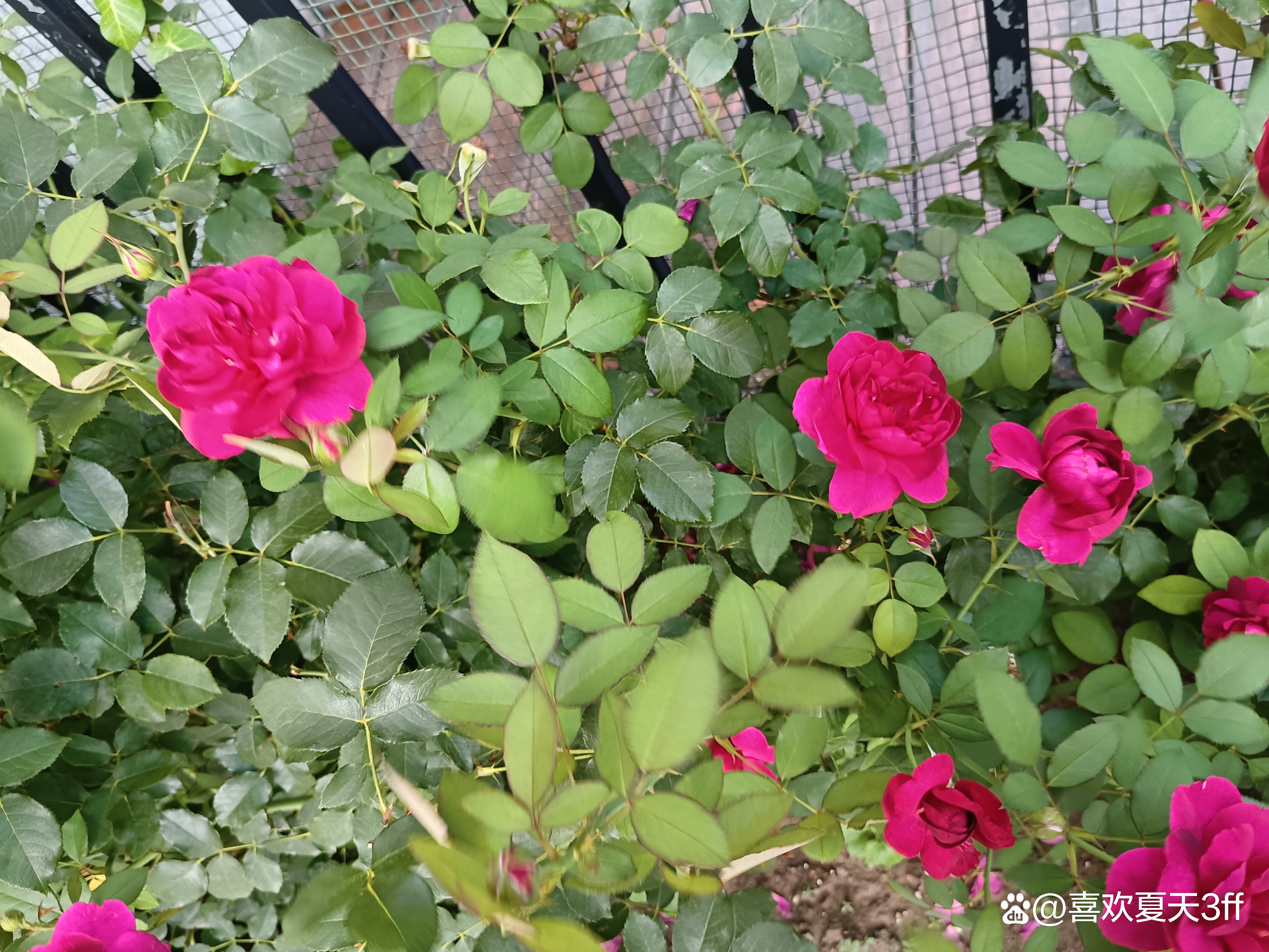 夏日的鲜花浪漫的盛开美丽又迷人,夏日盛开的鲜花