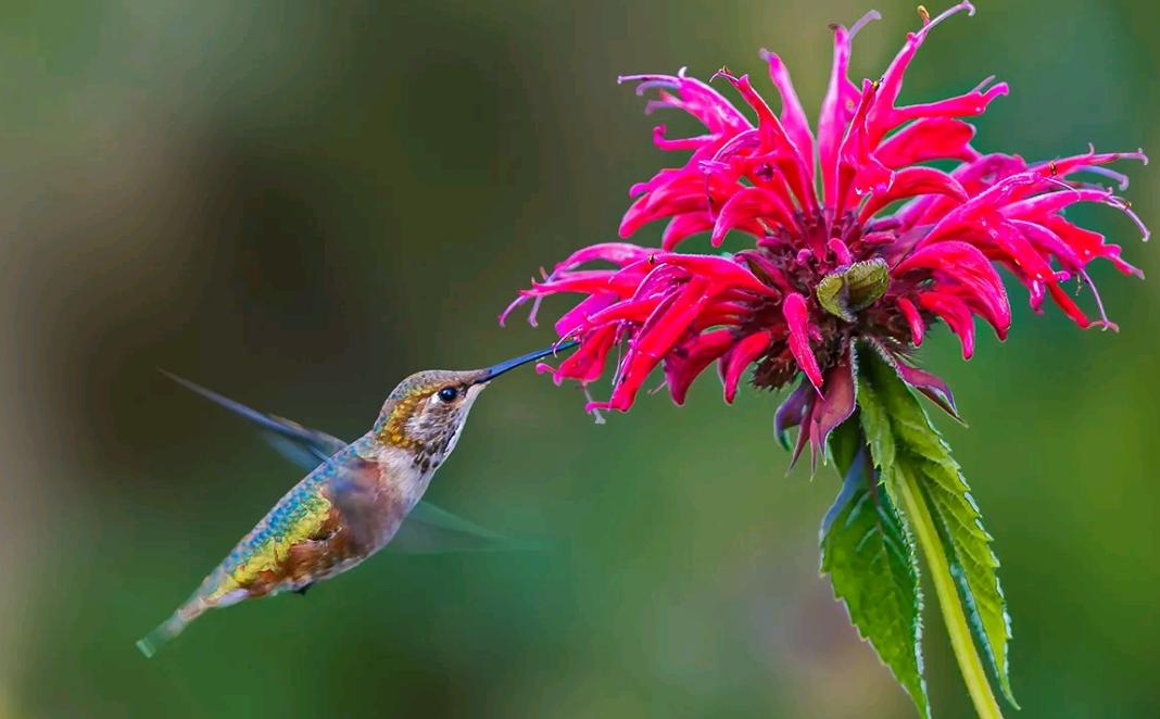世界上最残酷的动物捕食,世界上最凶残的昆虫有哪些