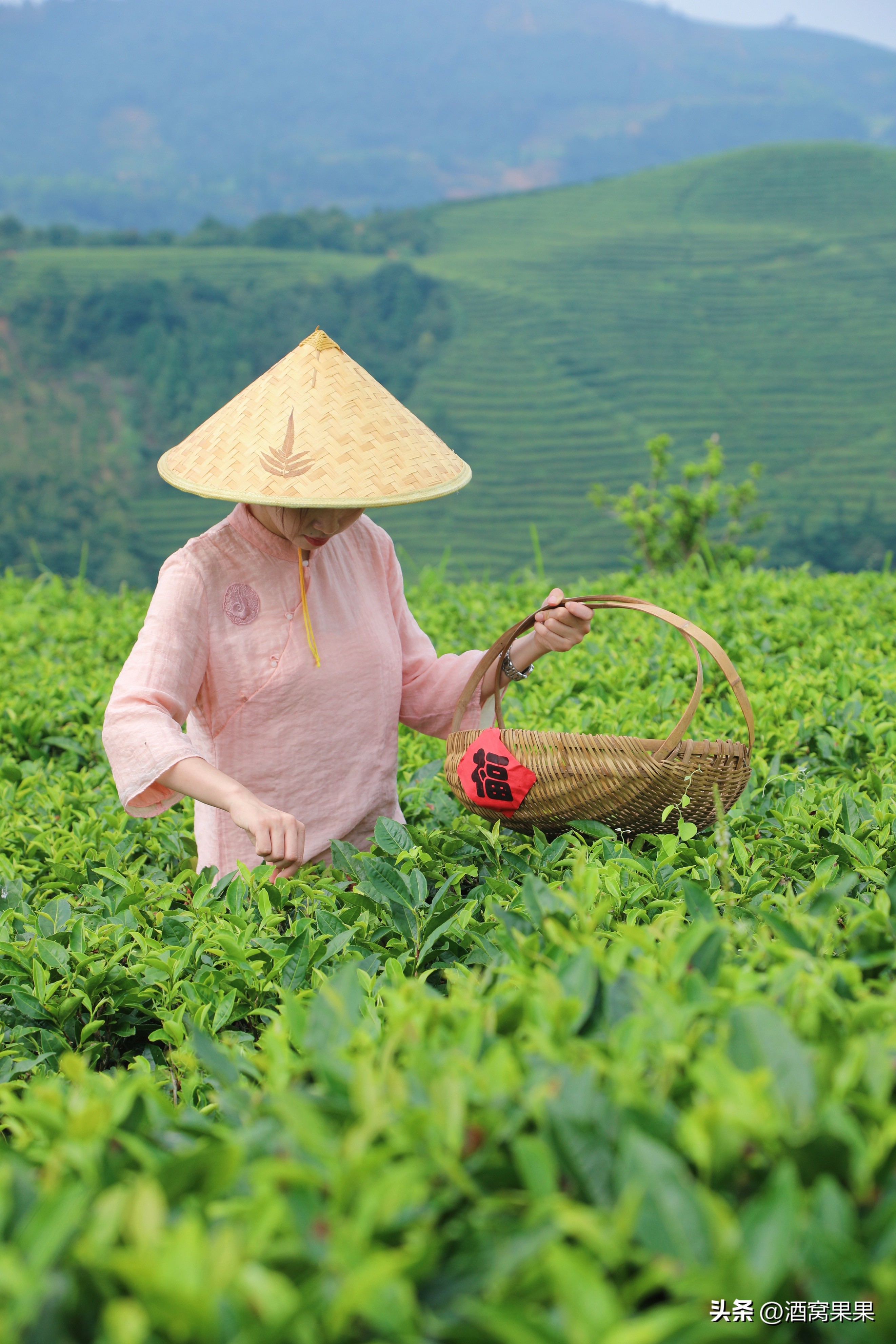 福鼎两天一夜旅游攻略,福鼎茶漫步茶园体验采茶之旅