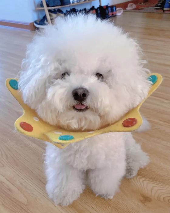 两个多月的比熊关围栏里养好吗,比熊1-12个月喂养方法