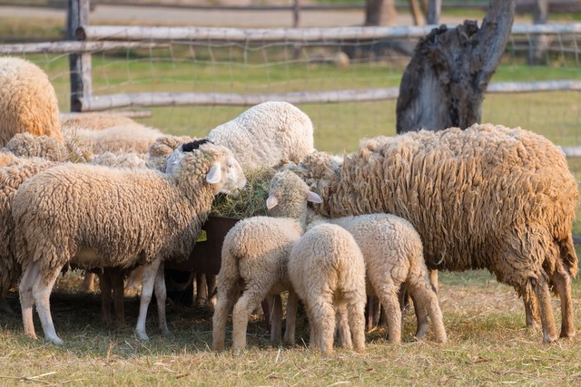 在农村适合兼职的养殖项目,农村养殖羊创业项目计划书