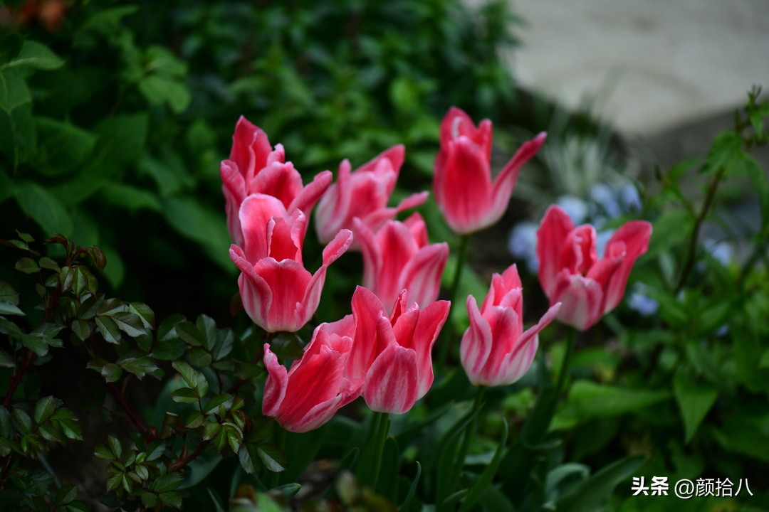 盘点今年河马花园里最美的几款郁金香|园丁