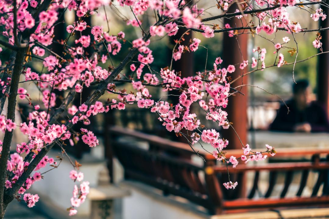 临清宛园花朝节,宛园花朝节门票