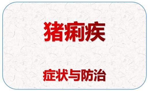 发生猪痢疾后如何治疗,养猪技术小仔猪痢疾怎么治