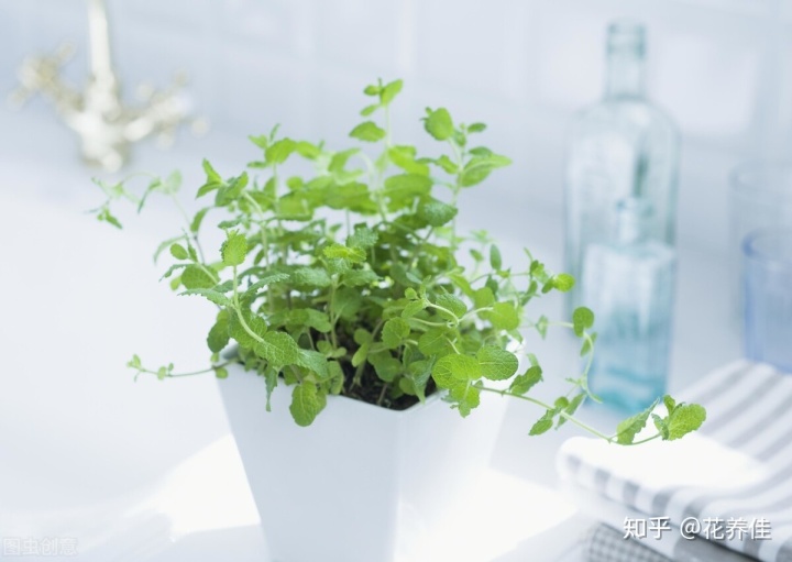 室内绿植养护报价方案,室内绿植摆放有讲究涨知识