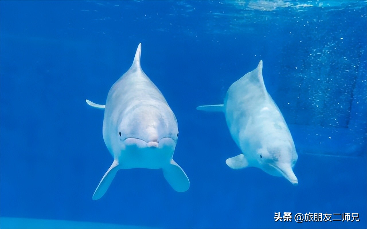 去珠海长隆海洋王国攻略三天两夜,珠海长隆海洋王国3天旅游攻略