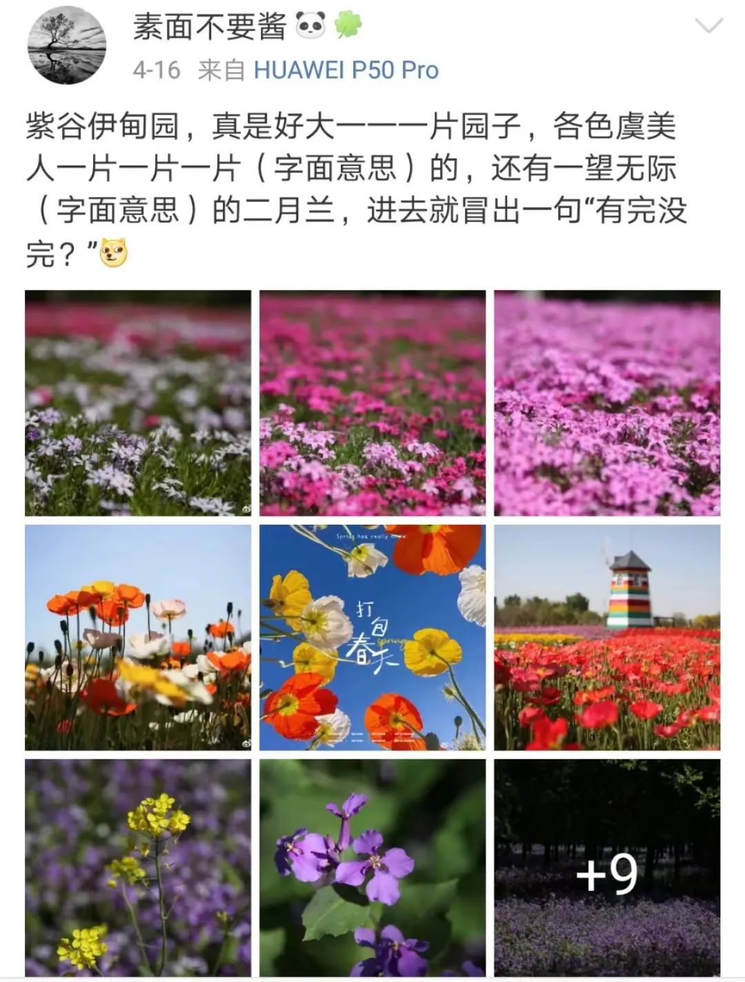 北京周边探秘京城最美油菜花海,北京油菜花必去的地方