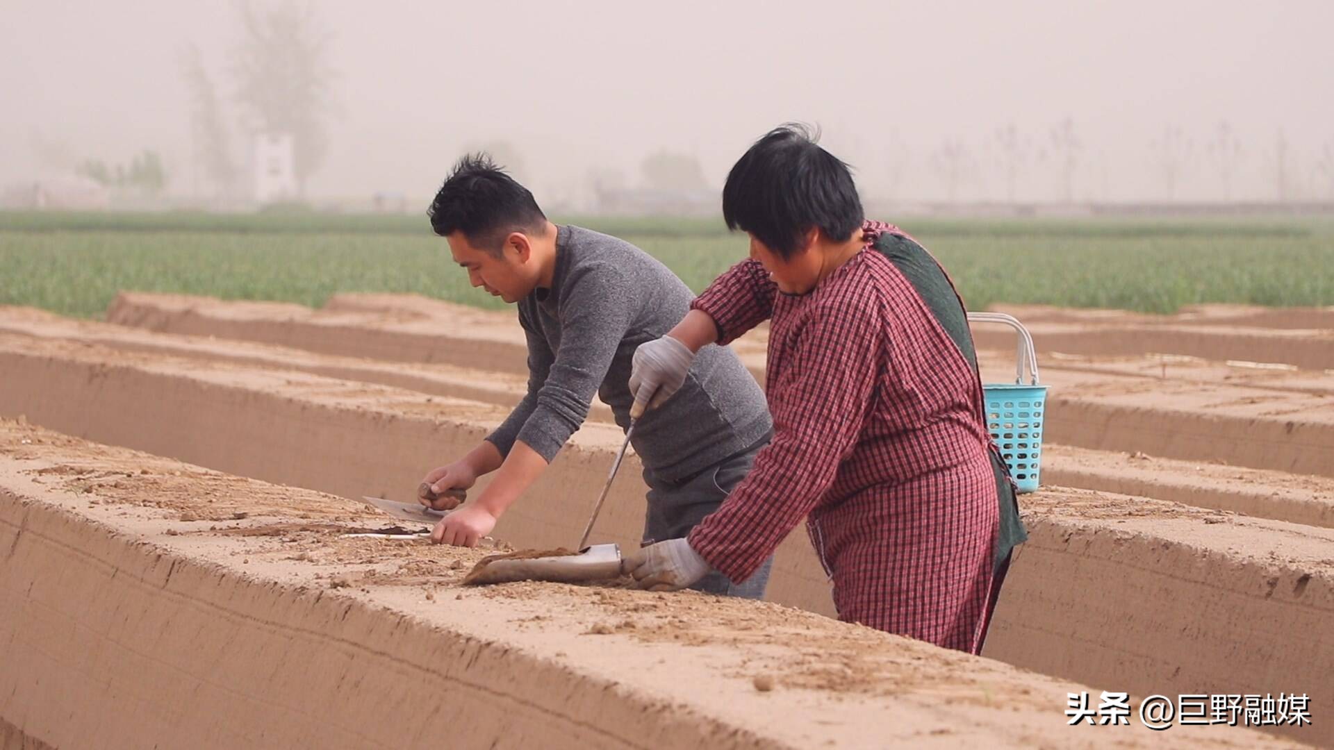 龙堌镇:头茬芦笋迎丰收抢“鲜”上市效益高
